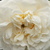 Bijela  - Alba ruža  - Madame Plantier